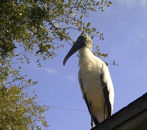 Explore the Peace River Wildlife Center