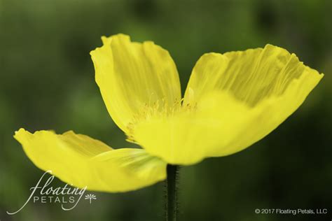 Iceland Poppy | Floating Petals Wednesday's Flower