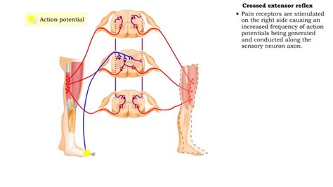 Flexor reflex & Crossed extensor reflex - YouTube