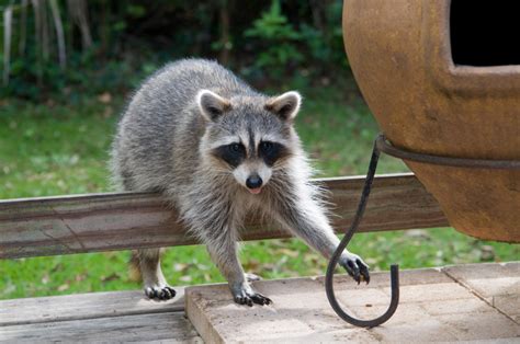 Raccoon Removal | Northwest Exterminating