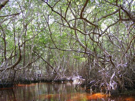 Interesting "Estuarine Animals:" Callinectes, Corophiums, Caprellidaes ...