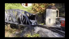 Cat Train GIF - Cat Train - Discover & Share GIFs