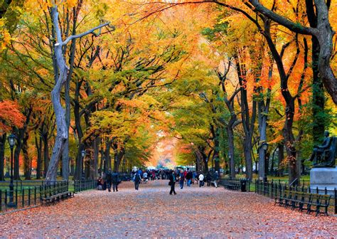 Fall Colors Nyc 2025 - Randa Georgie