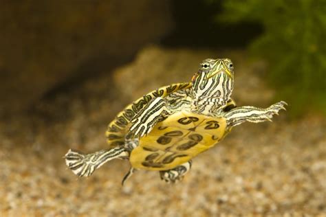 5 Facts About Red Eared Slider Turtles