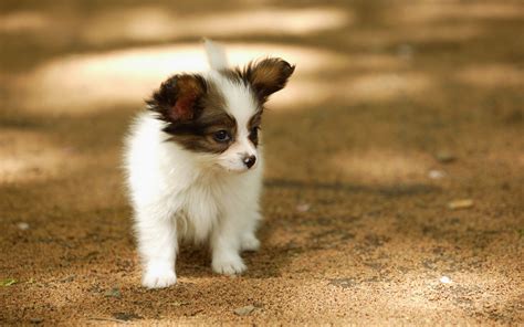 cute, Papillon, Puppy Wallpapers HD / Desktop and Mobile Backgrounds