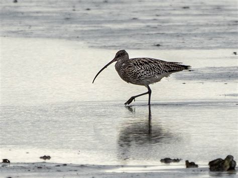 Eurasian Curlew | BirdForum