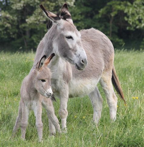 Pin by Reiles Michèle on esel | Pinterest | Donkey, Animal and Horse