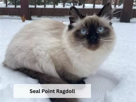 Mèo Ragdoll mắt xanh | hoa hậu thân thiện trong giới mèo