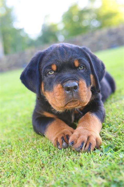 Rottweiler | Rottweiler puppies, Puppies, Dog breeds