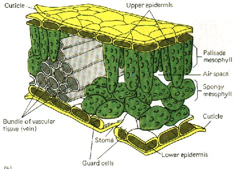 Internal Leaf Structure