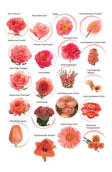 Coral Flowers with Names for 2019 Color of the Year