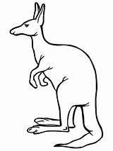Free Kangaroo coloring Page  Download Print Or Color Online For sketch template