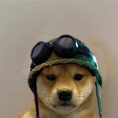VisarTheKing. Twitter. Dog memes, Dog icon, Dog, Doggo Meme HD phone ...