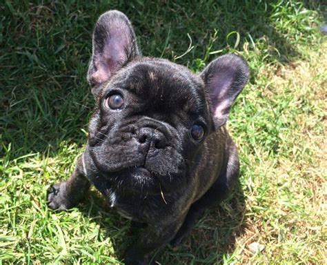 French bulldog Black brindle puppies | in Aberdeen | Gumtree