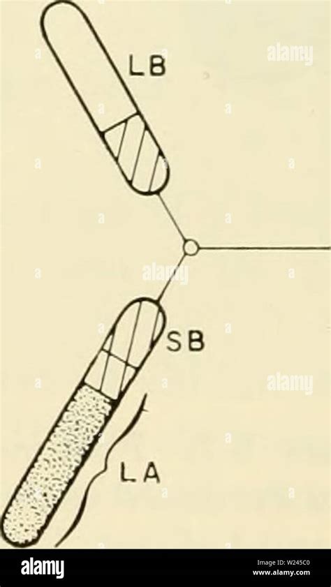 Chromosome translocation hi-res stock photography and images - Alamy