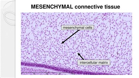 Mesenchymal Connective Tissue