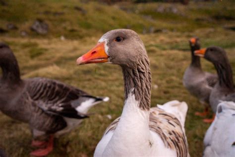 How to Spend One Day in Torshavn - Your Travel Flamingo