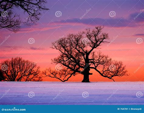 Oak tree at sunset stock image. Image of colors, cold, tree - 764781