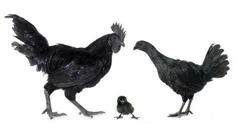 Ayam Cemani Rooster, Hen and Chick | Chickens And More