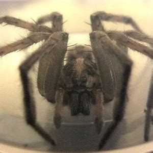 Lycosa tarantula - Faits, Alimentation, Habitat & Photos sur Animalia.bio