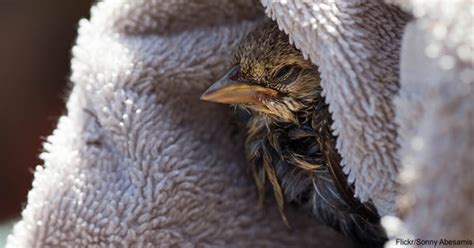 Here’s How To Care For An Injured Bird Until Help Arrives! | The Rainforest Site Blog