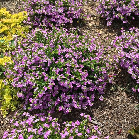 Mexican Heather (Cuphea hyssopifolia FloriGlory™ Corazon) - Garden.org