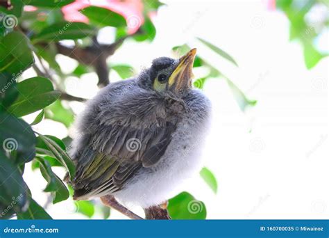 Cute Baby Noisy Miner Bird in Brisbane Stock Image - Image of outdoor ...