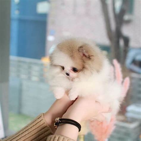 Teacup Red Pomeranian | ubicaciondepersonas.cdmx.gob.mx