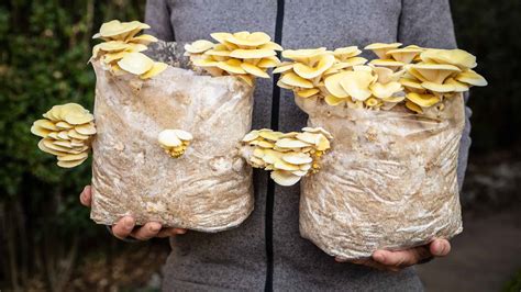 How to Grow Mushrooms at Home - A-Z Animals