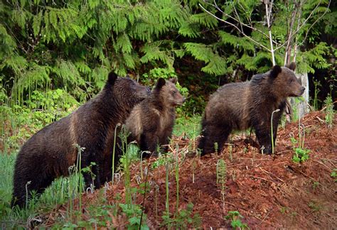 WILDLIFE - Kootenay Rockies Imagebank