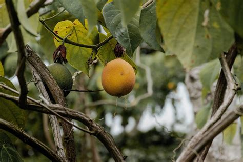 Achacha Fruit Tree for Sale - Buying & Growing Guide - Trees.com