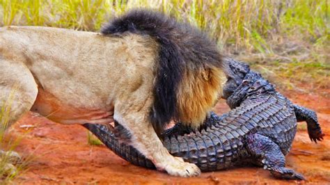 LIONS ATTACK CROCODILE WALKING ON LAND - YouTube