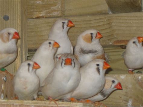 Zebra Finch Colors