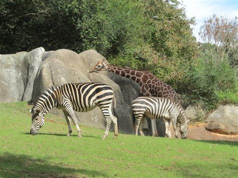 North Carolina Zoo (Asheboro) - All You Need to Know BEFORE You Go ...