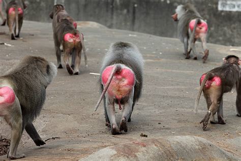 60+ Baboon Buttocks Stock Photos, Pictures & Royalty-Free Images - iStock