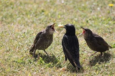 Easy Guide To Understanding Bird Behavior: 9 Common Behaviors & Tips