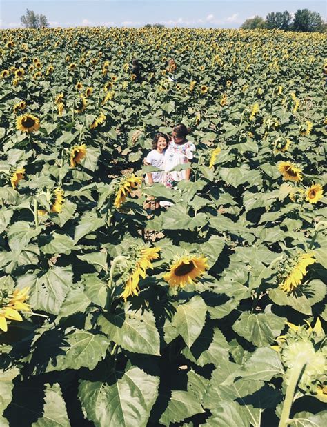 A Harmonious Combination : Sunflower Maze At Happy Day Farm.