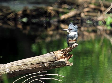 Great Dismal Swamp National Wildlife Refuge, a Virginia nwildlife located near Chesapeake ...