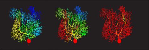 Dendrite Diagram [IMAGE] | EurekAlert! Science News Releases