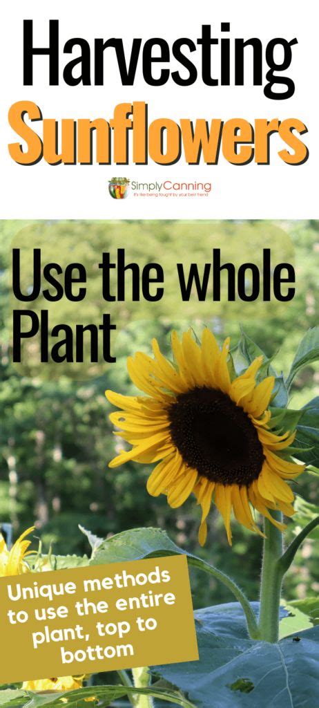 How to Harvest a Sunflower / Head to Roots, use the entire plant. - | Growing sunflowers ...