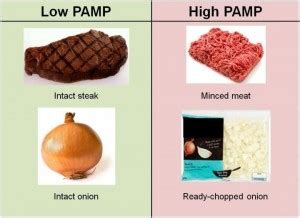 Bacteria: Another Reason Processed Foods Increase Inflammation - Leanness Lifestyle University