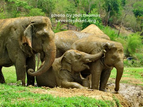 baby elephant Archives - Save Elephant Foundation - Online News