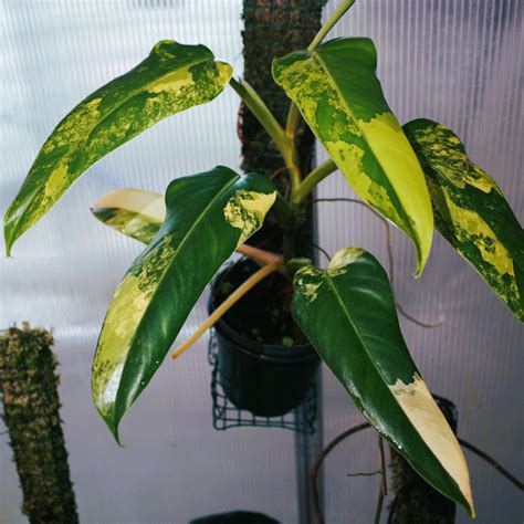 Philodendron Domesticum Plant Care Guide | Green Haven Plants