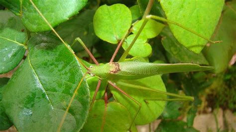 Katydid Katydid in the Nature on the Leaves Green Katydids Camouflage Katydid Camouflage ...