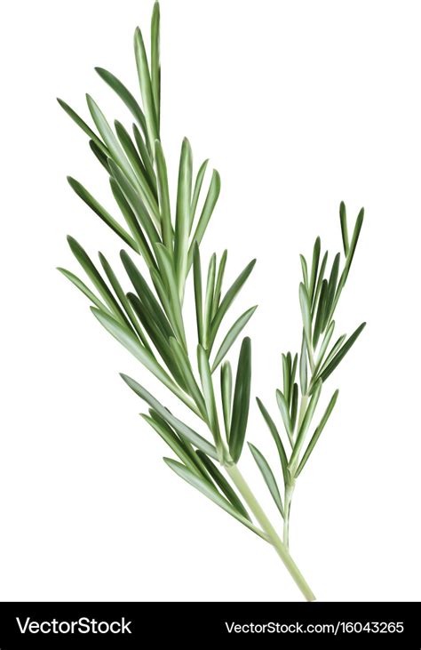 Sprig rosemary rosemary Royalty Free Vector Image