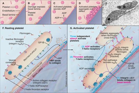 Cellular Adhesion | Clinical Gate