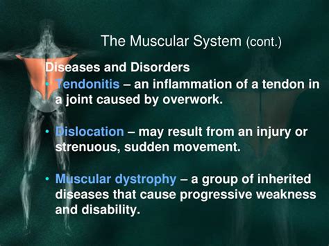 PPT - Directional Planes and Muscular System PowerPoint Presentation ...