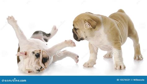 Puppies playing stock image. Image of british, cute, canine - 15576531