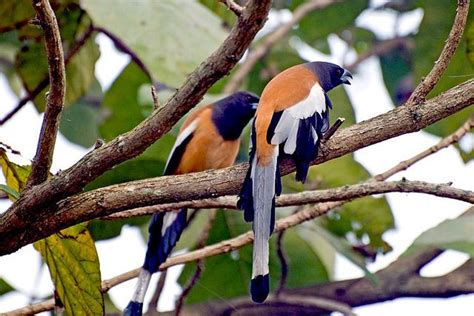 Birds of Nepal | Bird watching, Nepal, Bird species