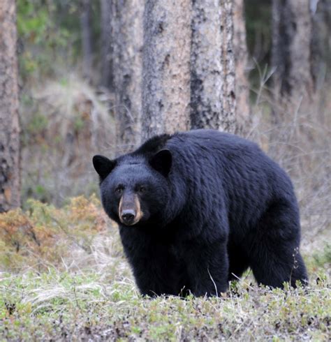 Animals - Coniferous Forests